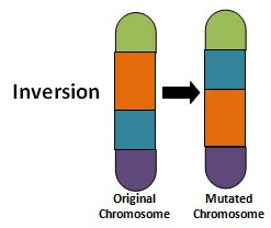 Mutation and Chromosomal Disorder: Concepts, Videos and Quesion