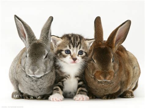 tabby kitten between two rabbits | cats and friends hd widescreen wallpapers