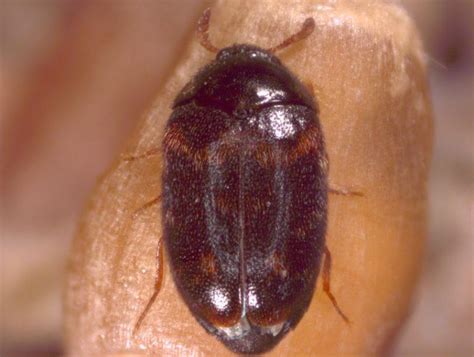 Warehouse Beetle: Identification, Life Cycle, Facts & Pictures