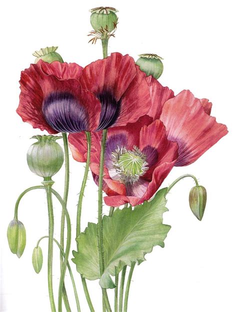 573 best images about Poppy Painting Projects on Pinterest | Lorraine ...