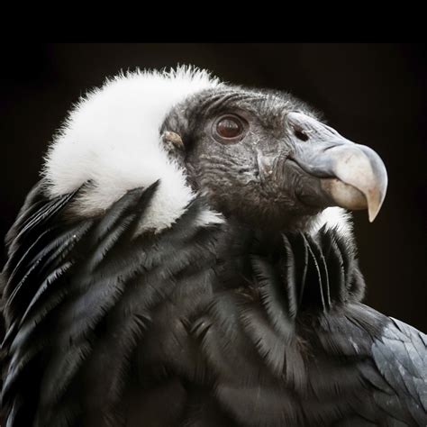 Andean Condor | Rainforest Alliance