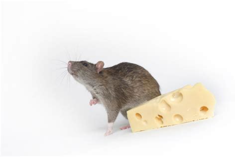 Rat diet consists of fruit, vegetables, plant materials and animal matter