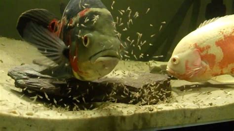 Oscar Fish Care - Facts And Information