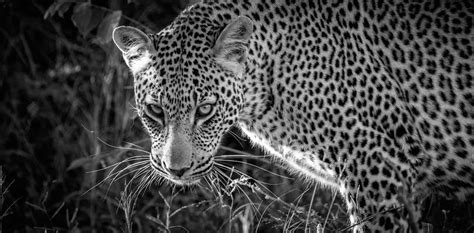 South Africa Wildlife Photography Internship - Penda Photo Tours