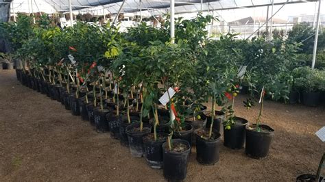 Texas Fruit Tree Nurseries | Fruit Trees