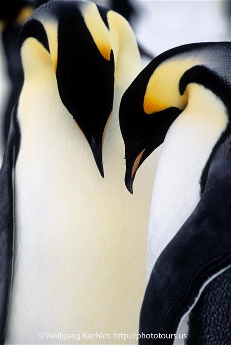 Emperor penguin couple — Photo Tours