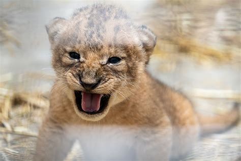 Too Cute: Lion Cubs Arrive at Pittsburgh Zoo | Pittsburgh Magazine