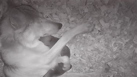 Wolf Hugs Week-old Wolf Pup in her Sleep | Wolf pup, Wolf conservation center, Mexican gray wolf