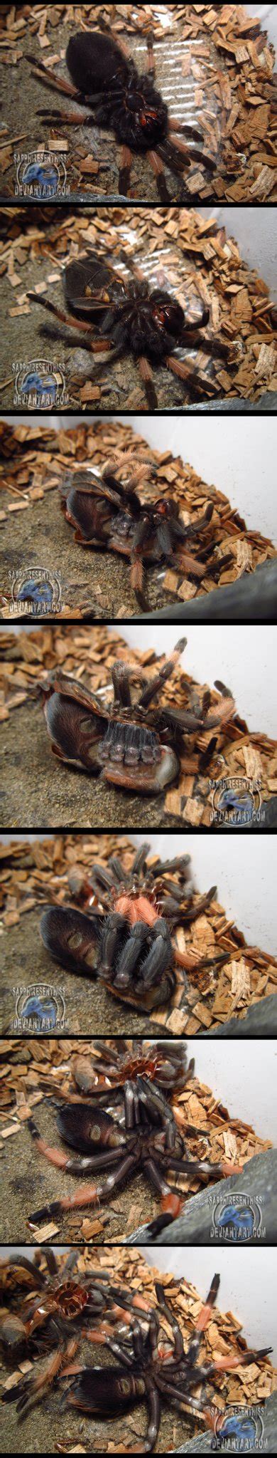 Tarantula Molting Process by Sapphiresenthiss on DeviantArt