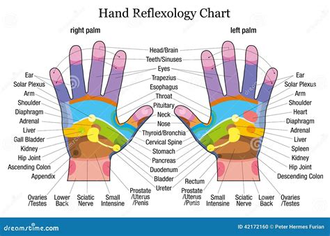 Hand Reflexology Chart Stock Illustrations – 60 Hand Reflexology Chart Stock Illustrations ...