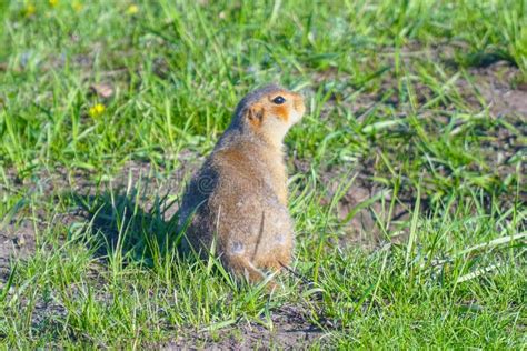 382 Funny Gopher Face Stock Photos - Free & Royalty-Free Stock Photos ...