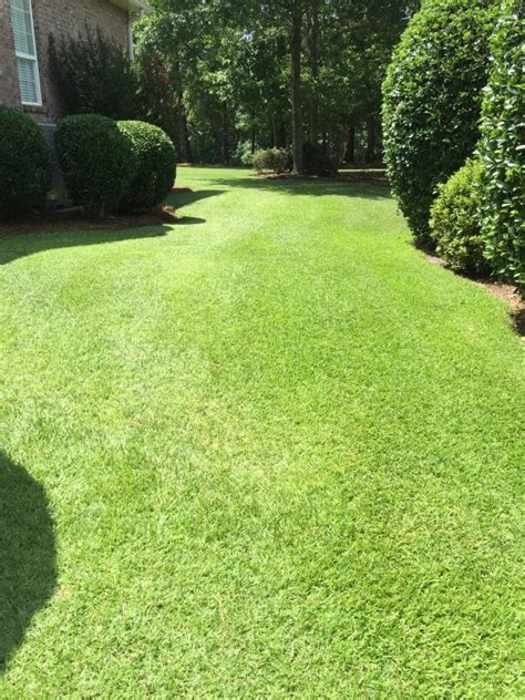 How To Care For Centipede Grass? - Liquid Lawn