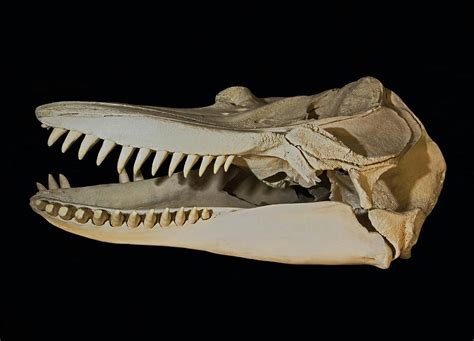 Orca Killer Whale Skull Photograph by Millard H. Sharp - Pixels