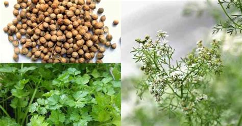 Cilantro vs. Coriander: What's the Difference? - Gardening Channel