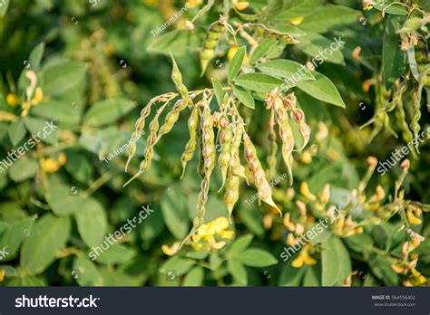 Red gram plant Images, Stock Photos & Vectors | Shutterstock