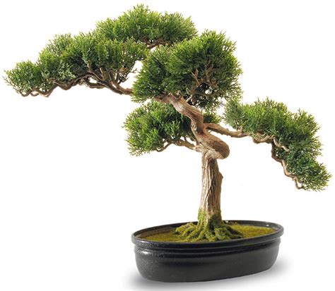 The Best Bonsai Trees on Amazon - Want-That.com