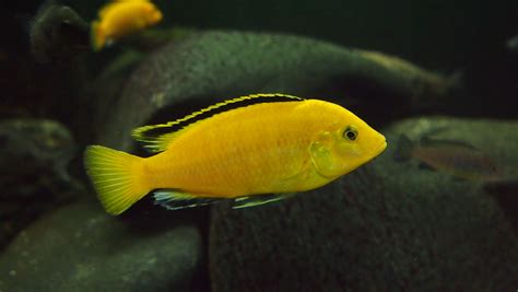 https://cichlidspecies.com/lake-malawi/mbuna/ | Cichlids, Tropical freshwater fish, African cichlids