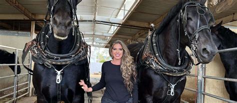 Percheron Horse - The Majestic Powerhouse Explored