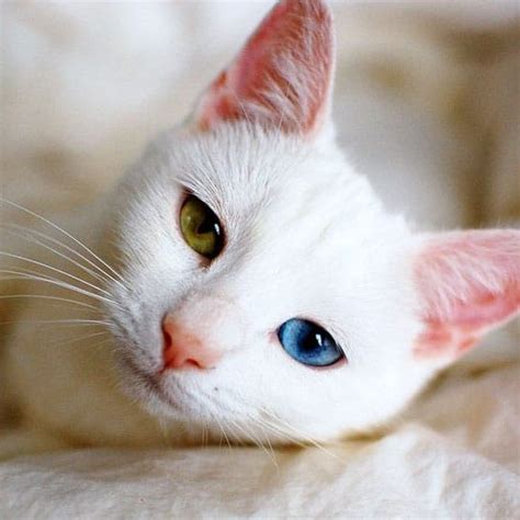 Cat Breeds Yellow - Pets Lovers