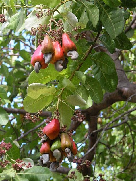 Brazilian Cashew Seedlings (Jumbo Varieties) | Afrimash.com - Nigeria