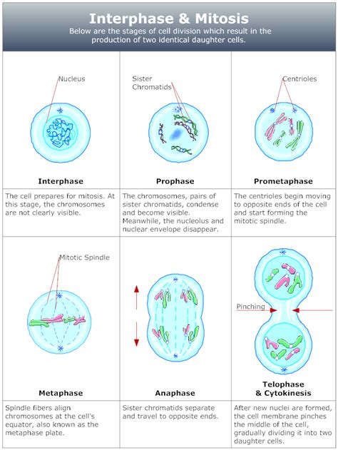 Mitosis Diagram | Mitosis, Biology diagrams, Basic anatomy and physiology