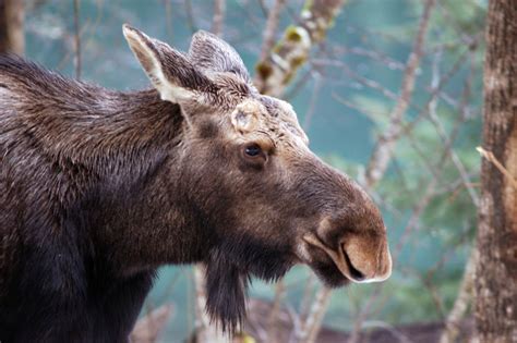 Moose - Alces americanus - NatureWorks