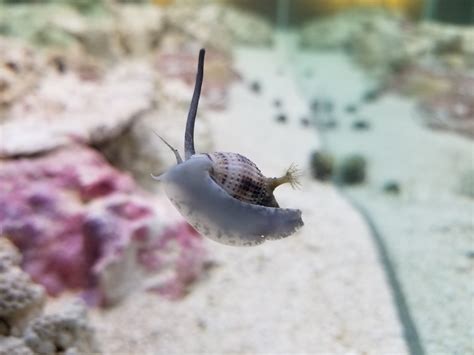 What is this on my nassarius snail? | Reef2Reef