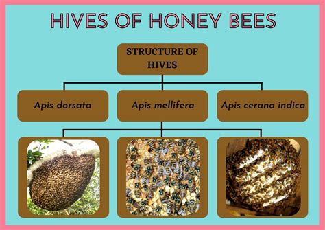 Hive structures of Apis dorsata, Apis mellifera and Apis cerana indica | Download Scientific Diagram