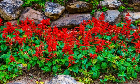 Red And Orange Texas Wildflowers | Best Flower Site