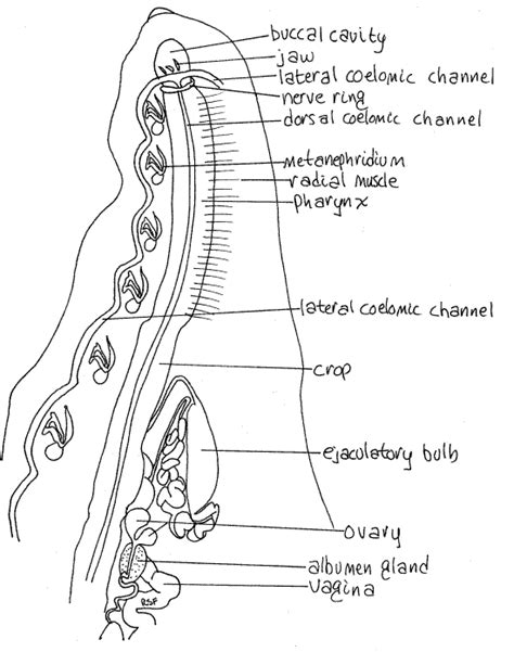 Hirudo Diagram