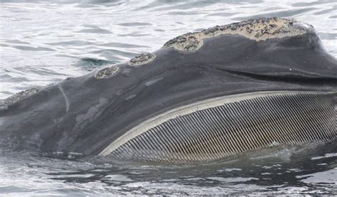 Baleen: A Unique Structure in the Animal Kingdom – Blue Ocean Society for Marine Conservation