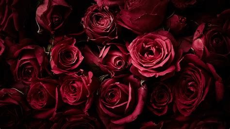 Online crop | HD wallpaper: Red Roses, Dark background, Rose flowers ...