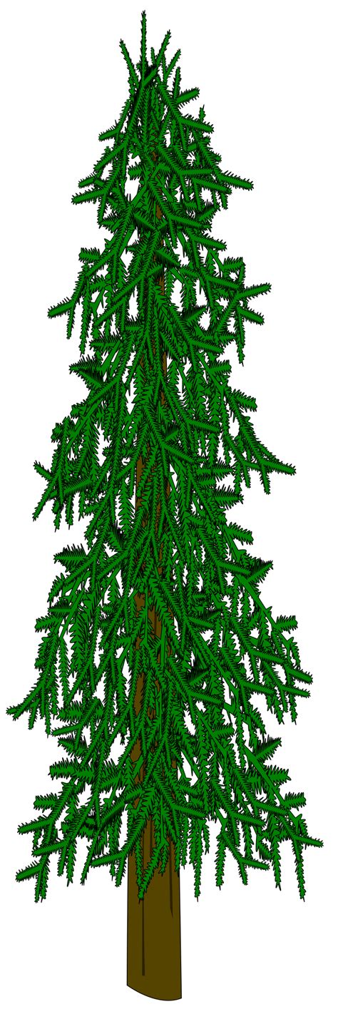 Evergreen Tree Vector by dutchscout on DeviantArt