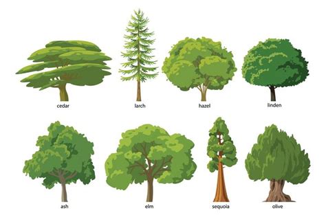 How Do I Know What Type of Tree is in my Yard? - Horhut Tree Experts