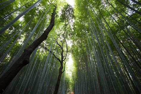 Forest or Nature Bathing: Ancient Practices, Modern Uses, and the Science of Relaxation - Blue Zones