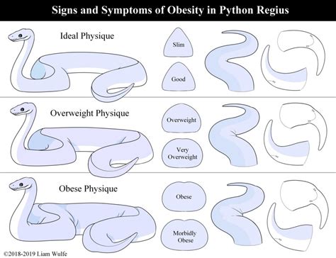 Ball Python Obesity — Symptoms, Causes & Treatment | ReptiFiles