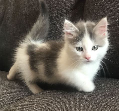 Munchkin Cats For Sale | Georgia 85, GA #225885 | Petzlover