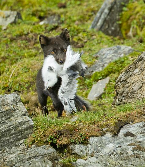 How do arctic foxes hunt in the snow?