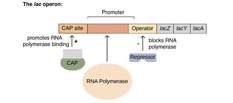 Lac operon- Definition, structure, Inducers, diagram