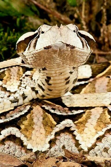 81 best images about Gaboon viper longest fangs on Pinterest | In las vegas, Python and Snake skin