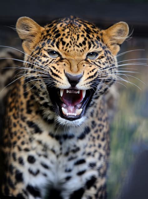 Angry leopard Stock Photo 01 - Animal stock photo free download