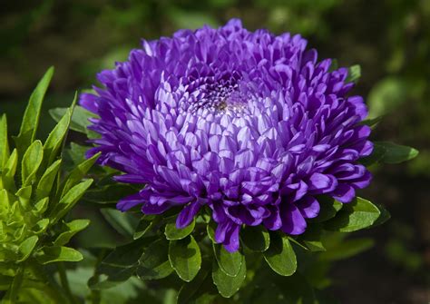 China aster | Annual, Flowering, Perennial | Britannica