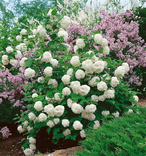 Viburnum macrocephalum | Chinese Snowball Bush | Evans Nursery