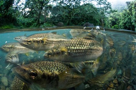 Beautiful underwater photos of freshwater animals