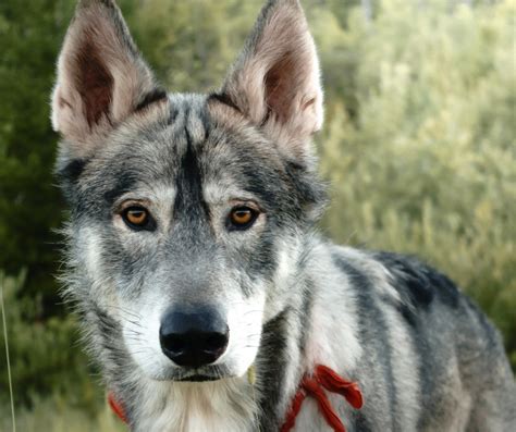 Wolf Dog Temperament: Debunking The Myths | Living Tiny With A Wolf