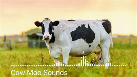 Animal sounds, Cow Moo Sounds - YouTube