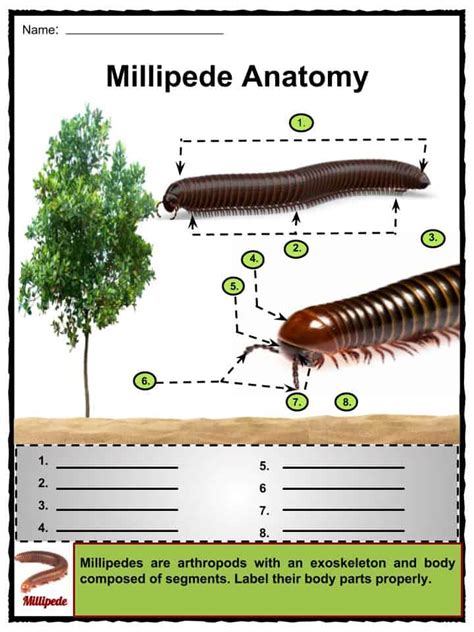 Millipede Facts, Worksheets, Habitat, Anatomy & Life Cycle For Kids