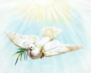 Symbolism of the White Dove - A Dove's Love