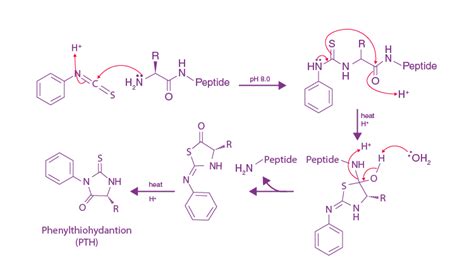 Peptide Bond: Formation, Characteristics, Structure and Important Questions