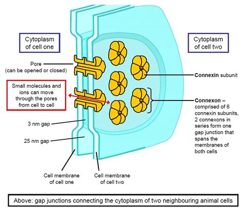 Structure and Function